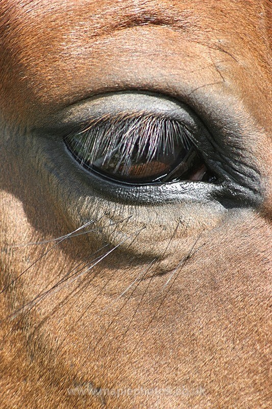 Equine Eye - Horses & Ponies