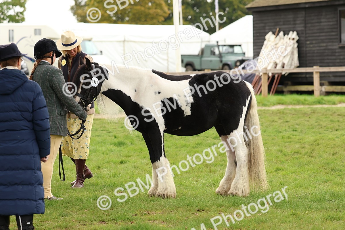 SBM_59914 - S36 - Rehabiliated Rescue Horse & Pony In Hand & Ridden