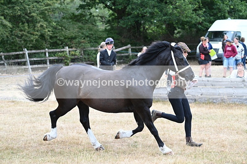 WJ7_8415 - Class 4 Prettiest Mare up to 14.2hh