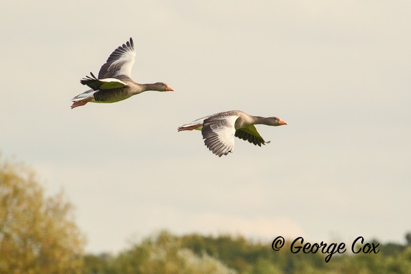 Greylag Geese - Anser anser - Birds in Flight