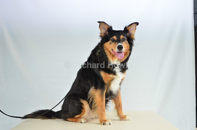 RAH_4118 - Pet Photography