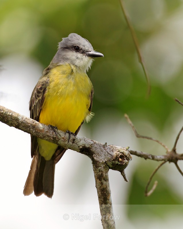 Tropical Kingbird perched in a tree at Leaves and Lizards Retreat - Tropical Kingbird