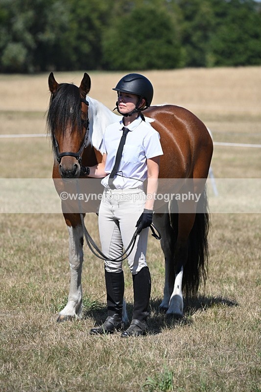 WJ6_8679 - Class 37b Best Loan Pony In-hand