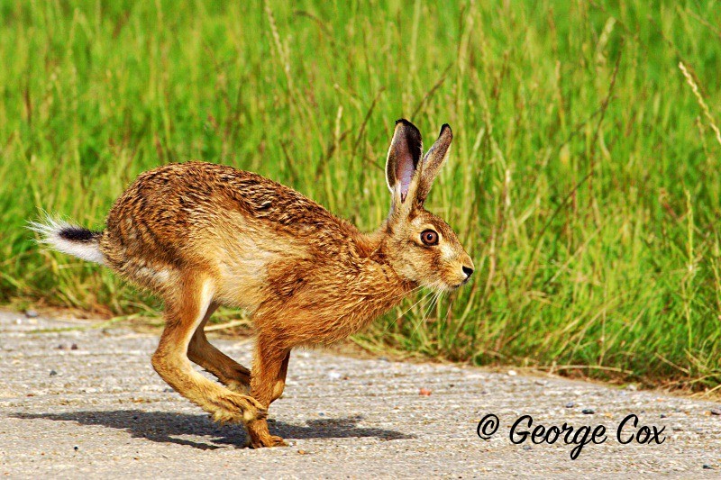 Brown Hare - Mammals