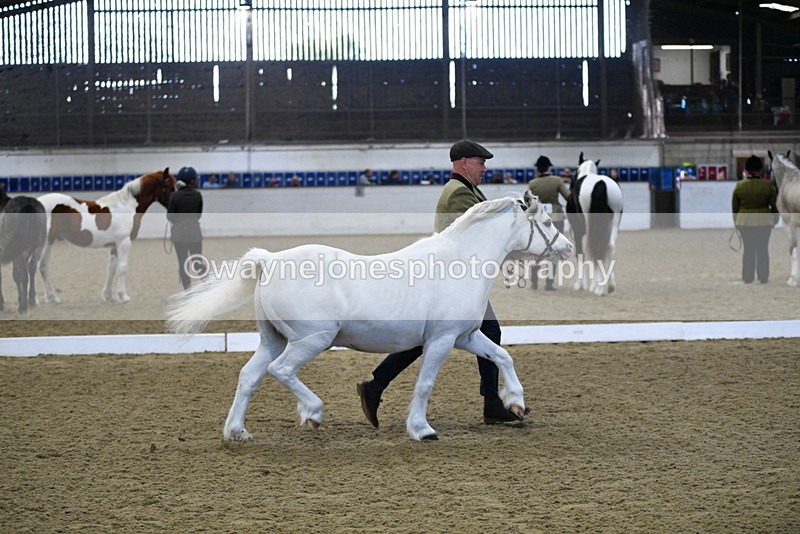 WJ5_3657 - Class 5 In Hand Veterans