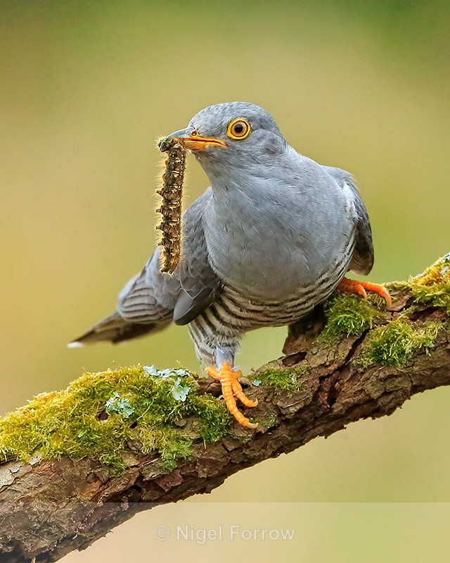 Cuckoo (male) with caterpillar, Scotland - Cuckoo