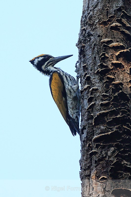 White-naped Woodpecker (female), Bandhavgarh Tiger Reserve, India - White-naped Woodpecker