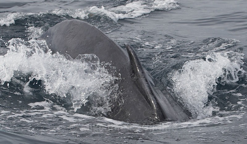 Humpback Whale, Pico Island, Azores - WHALES & DOLPHINS ( PICO, AZORES MAY 2013 & 2014 )