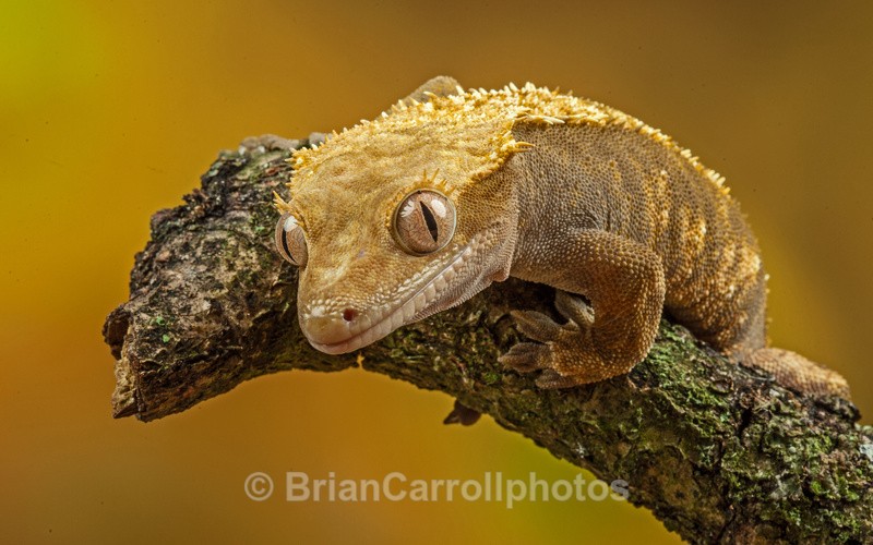Gecko - Wildlife