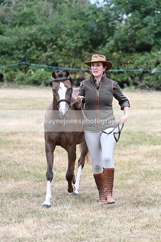 WJ7_1527 - Class 4 Prettiest Mare up to 14.2hh in hand