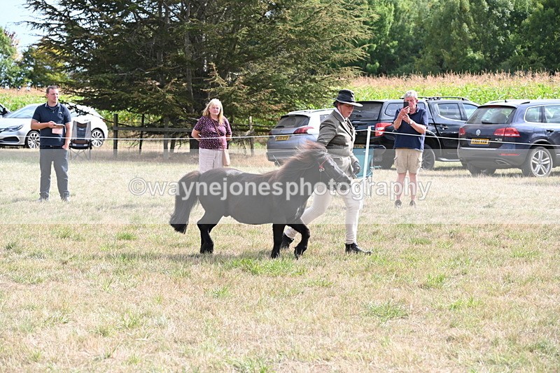 WJ6_7031 - Class 21 Shetland & Mini Horses