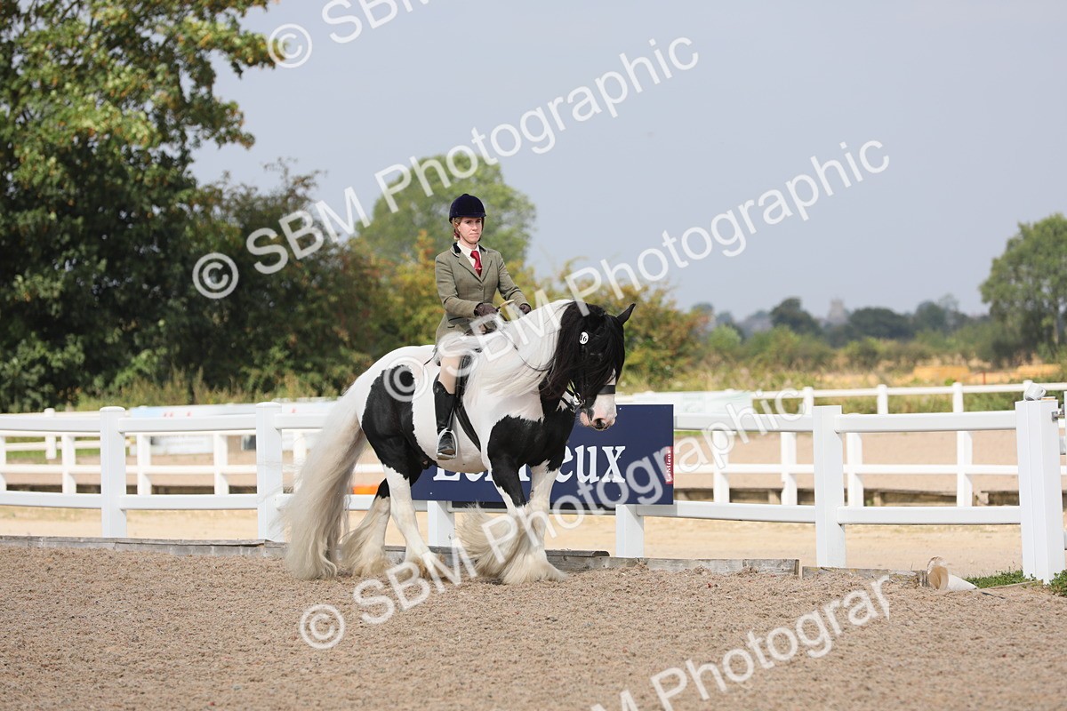 SBM_13323 - Class 308 Ridden Coloured Horse