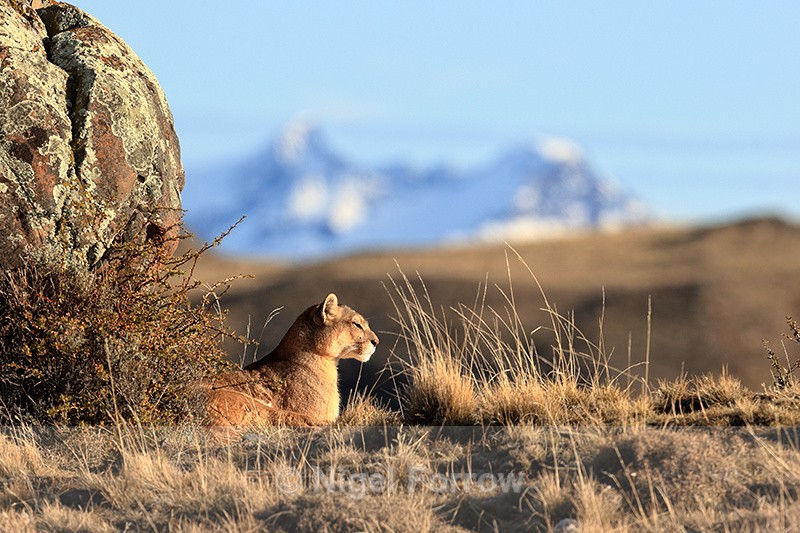 Puma Ginger rests by rock, Torres del Paine, Chile - Puma