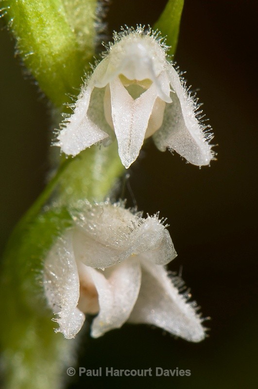  - Orchids - Various