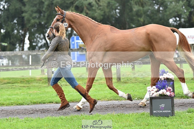 231018-123726-00406 - 049-AUGUSTUS.IMPERIOUS-Ines.Mitchell-TrotUp