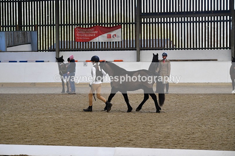 WJ5_4213 - Class 6 In hand M&M - Large Breeds