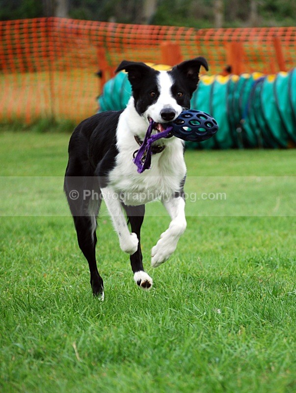  - Working Sheep Dogs