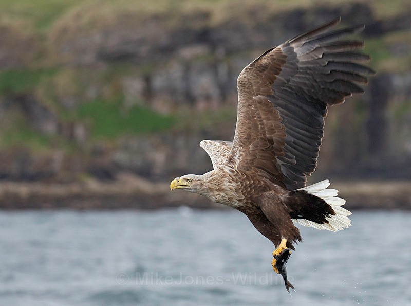 WHITE TAILED EAGLE, ISLE OF MULL, SCOTLAND - THE WHITE TAILED EAGLES GALLERY. Images of the British Sea Eagle