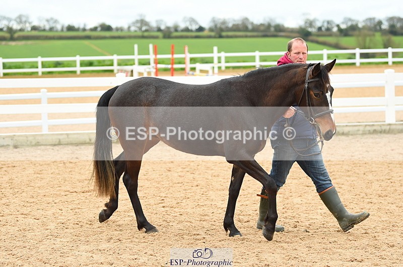 230416A-140040-04717 - Cls 46+43 In Hand Warmbloods and Foreign