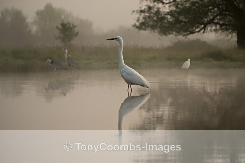 View from the Egret & Heron Hide - Egret & Stork Hide