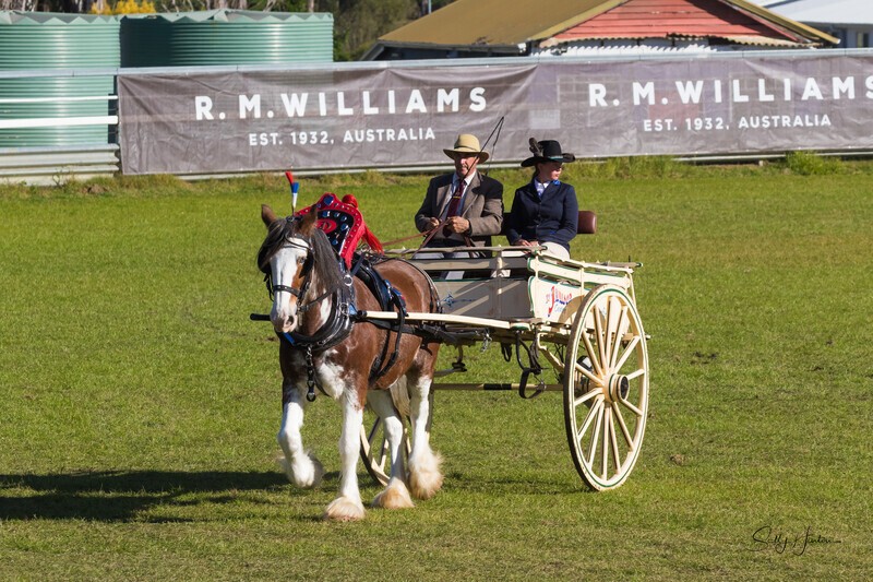 One horse and cart 8. 0A3A9432 - 2025 Senic Rim Clydesdale Spectacular