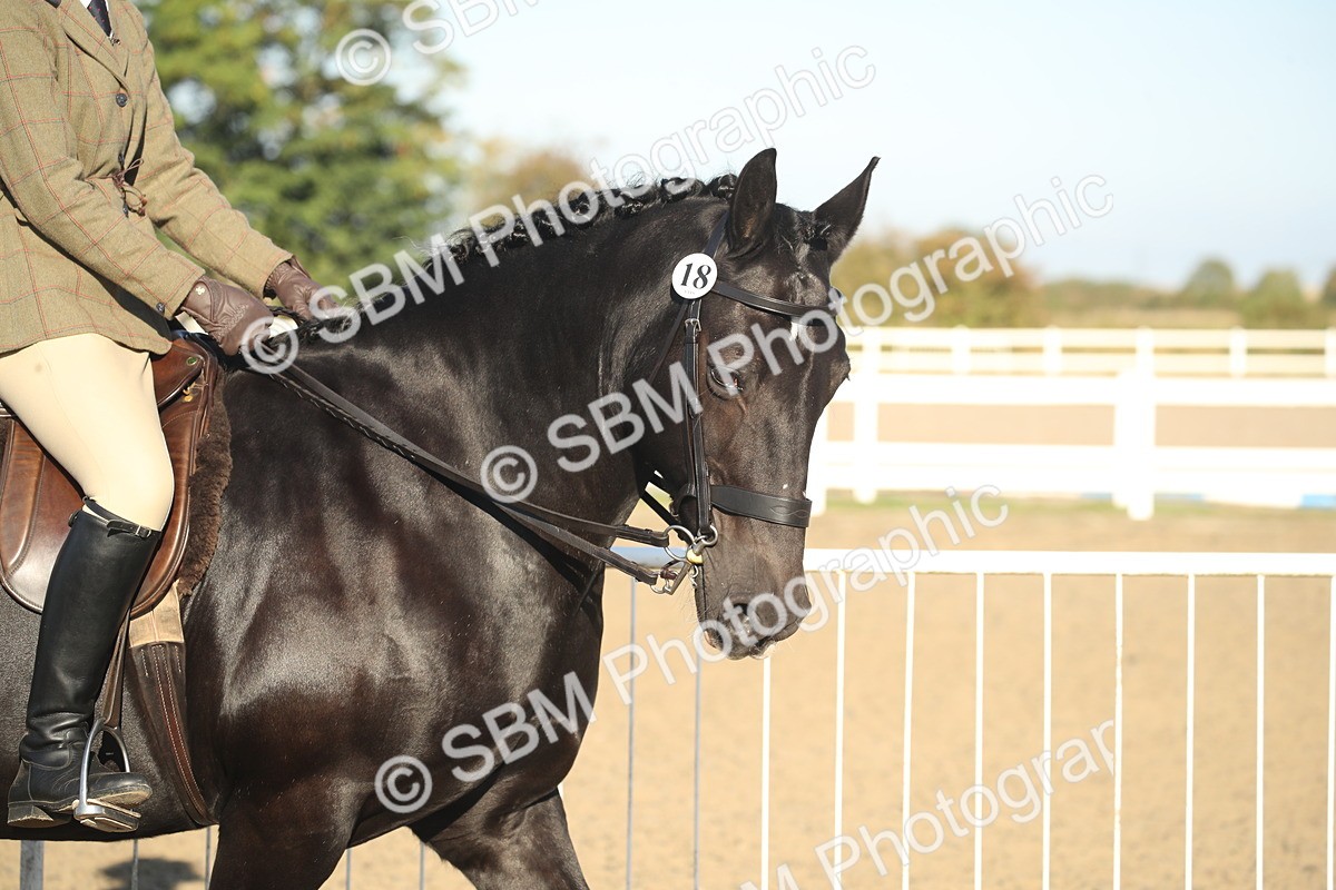 SBM_11482 - Class 502 - Riding Club Horse