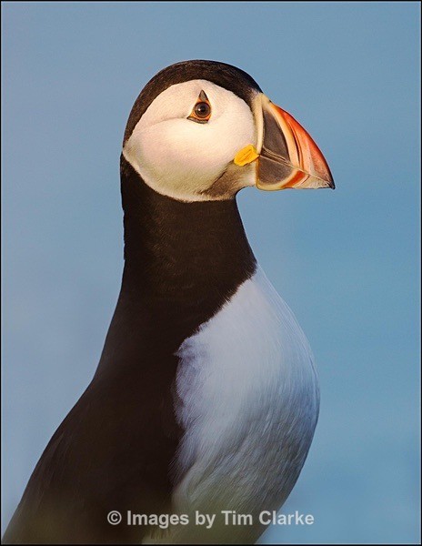 IMG_7793 Puffin - Wildlife