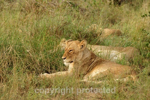 African Lioness (Timbavati, South Africa) - African Lions
