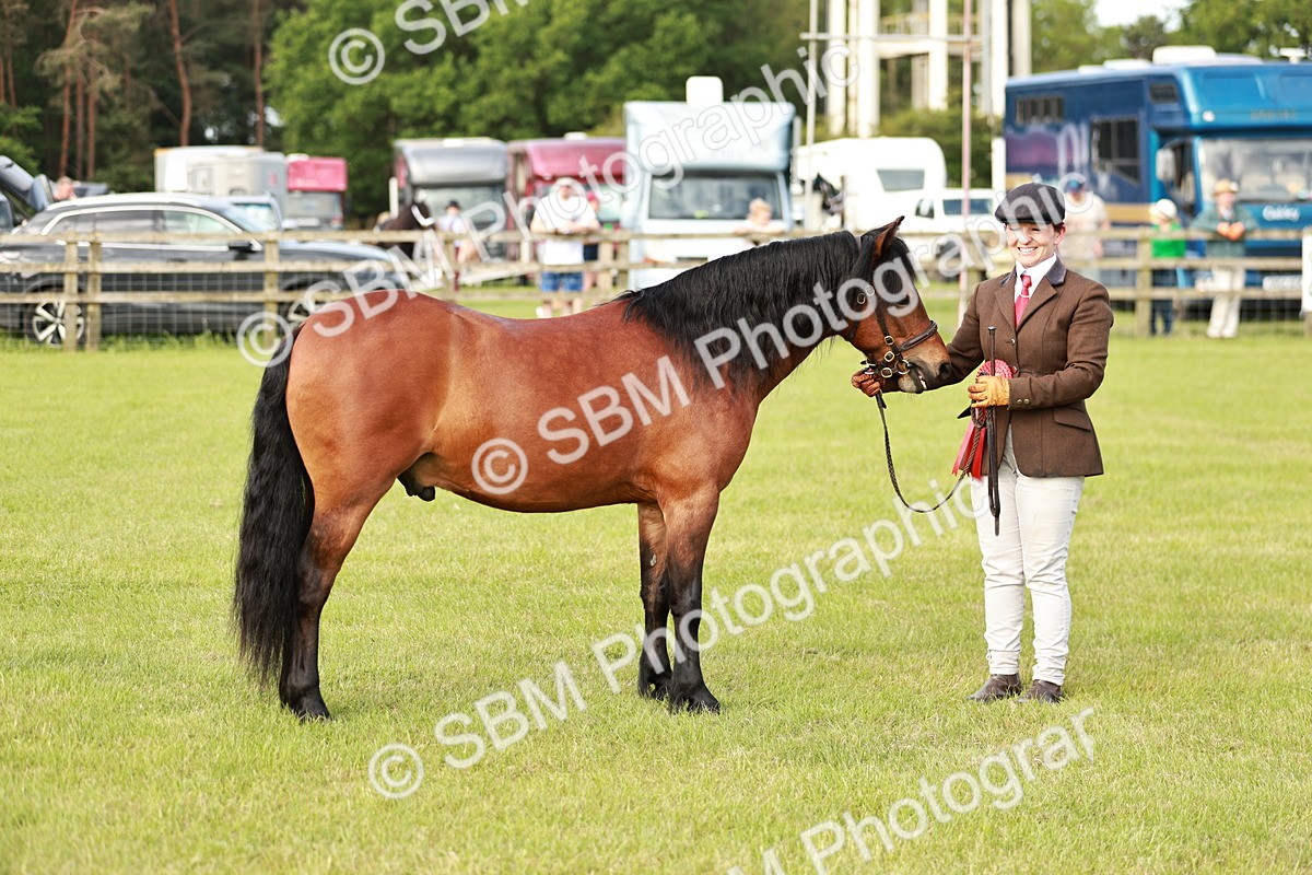 SBM_00540 - Class 14-23 - Mountain & Moorland In Hand Non Welsh