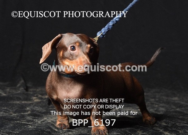 BPP_6197 - LESLEY GRANGER DOGS