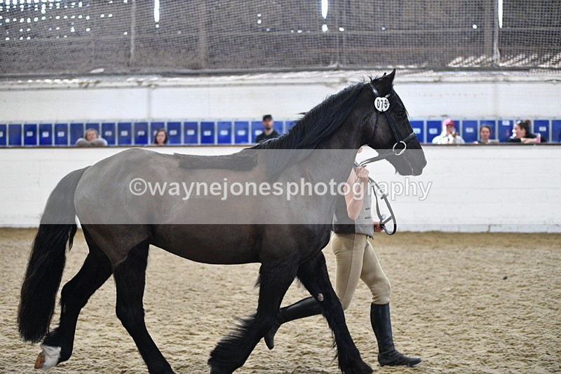 WJ5_4569 - Class 3 Part Bred In hand