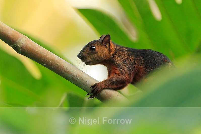 Variegated Squirrel at Leaves & Lizards - Squirrel
