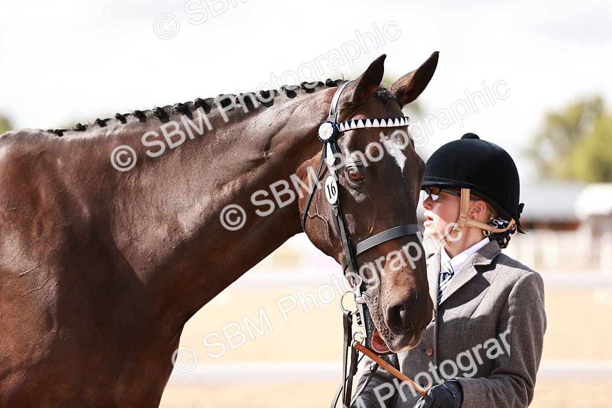 SBM_14215 - Class 407 - IH Hack Riding Horse