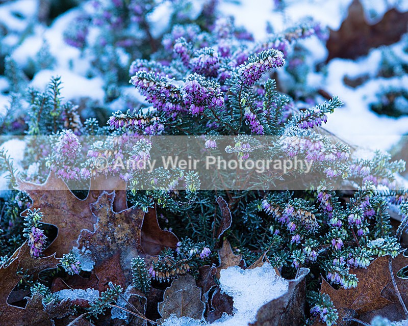 20141228-3K8A7399 - Plants & Flowers