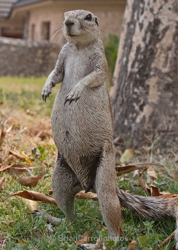 Ground Squirrel - African Safari Tour 09 Zambia, Botswana,Namibia & South Africa