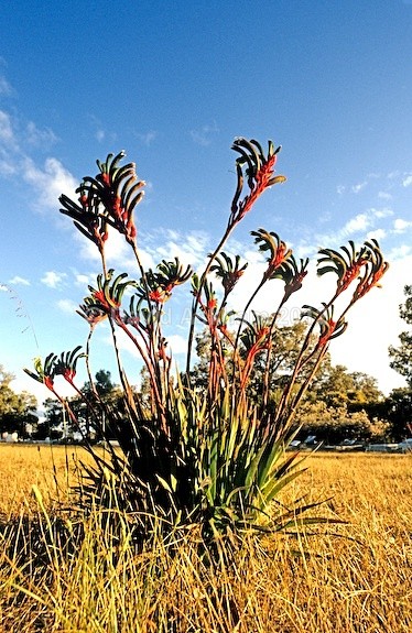 Kangaroo Paws - Gardens & plants