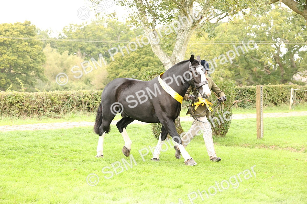SBM_60843 - In Hand Horse Supreme Championship