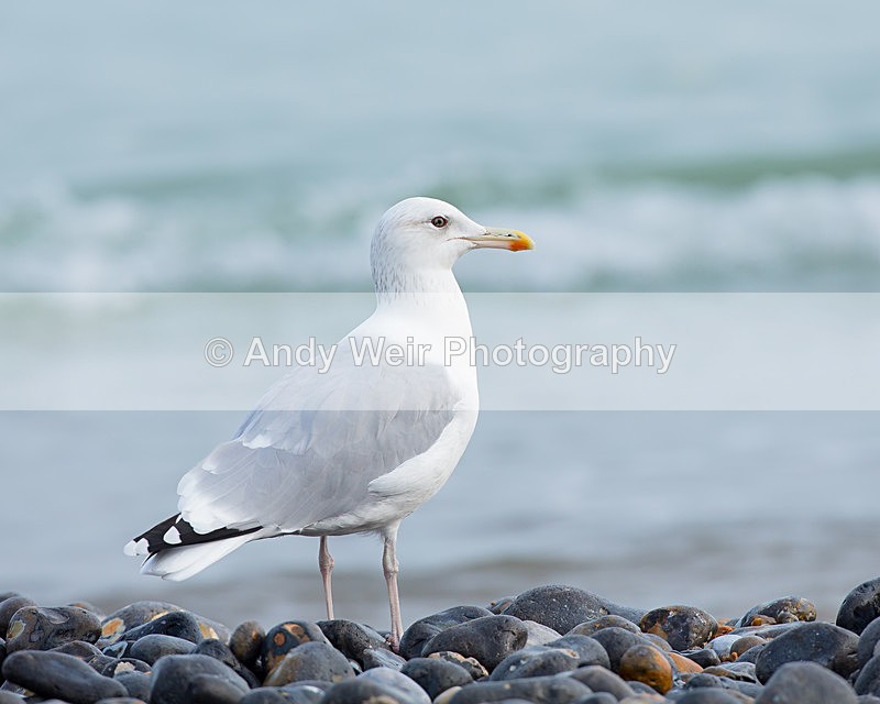 20140929-3K8A5849 - Caspian Gull