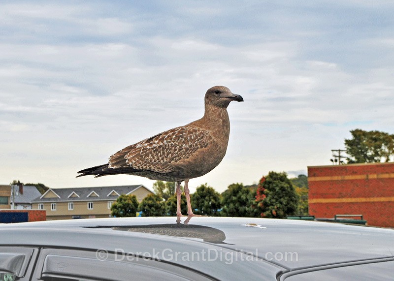 Parking Lot Gulls - Urban Wildlife