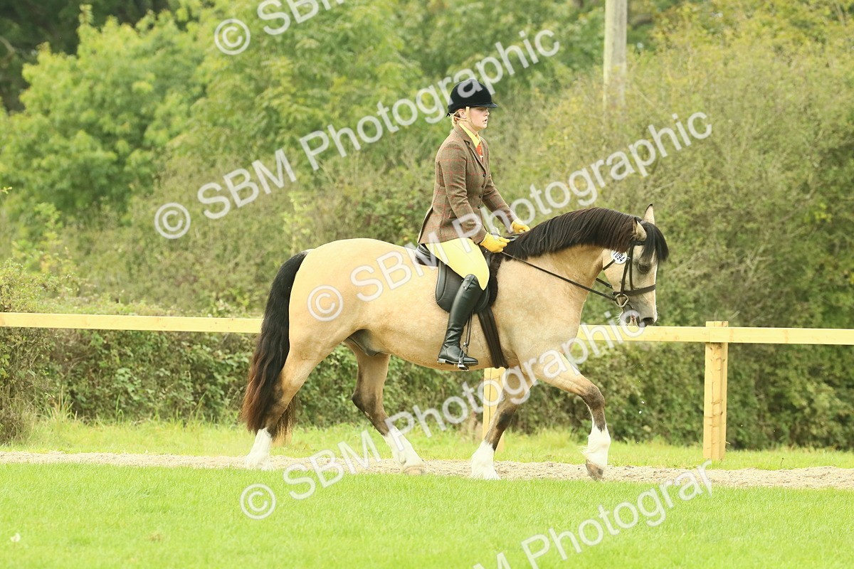 SBM_71849 - S60 - Mountain & Moorland Ridden Large Breeds