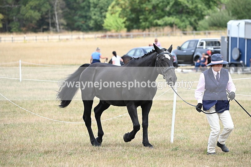 WJ6_5963 - Class 19 In-hand Veterans (Uploaded correct folder)