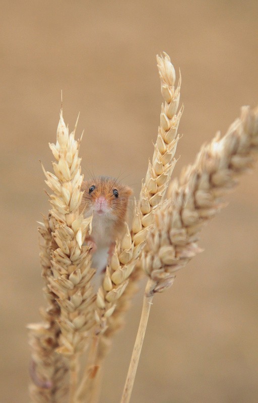  - Wildlife, Mammal Photography, Great Britain