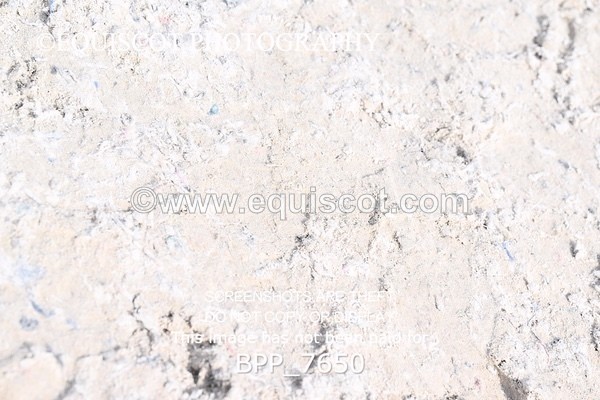 BPP_7650 - RING 1  (RIDDEN HORSES / IN HAND / VETERAN ETC)