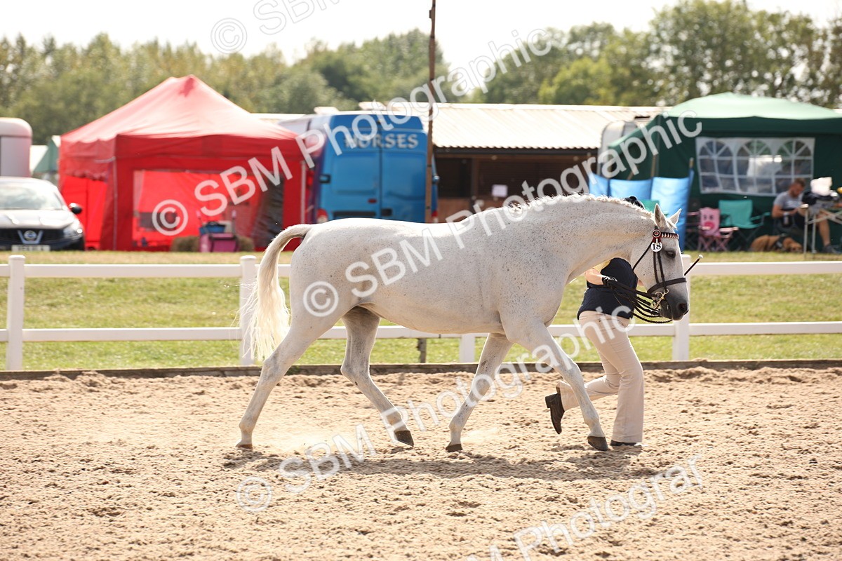 SBM_07051 - Class 25 IH Foreign Breeds- Pure bred