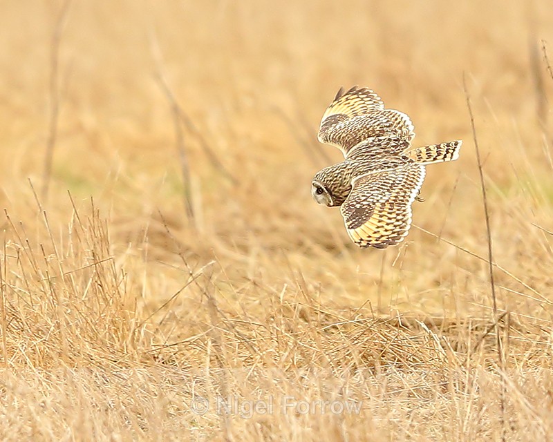 Short-eared Owl diving at Hawling, Gloucestershire - Short-eared Owl