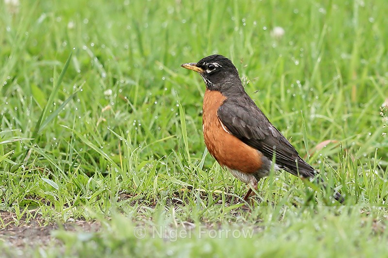 American Robin in grass, Minnesota, USA - American Robin