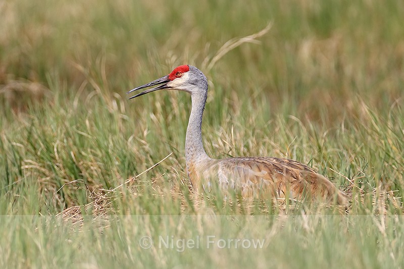 Sandhill Crane sitting on nest, Viera Wetlands, Florida - Sandhill Crane