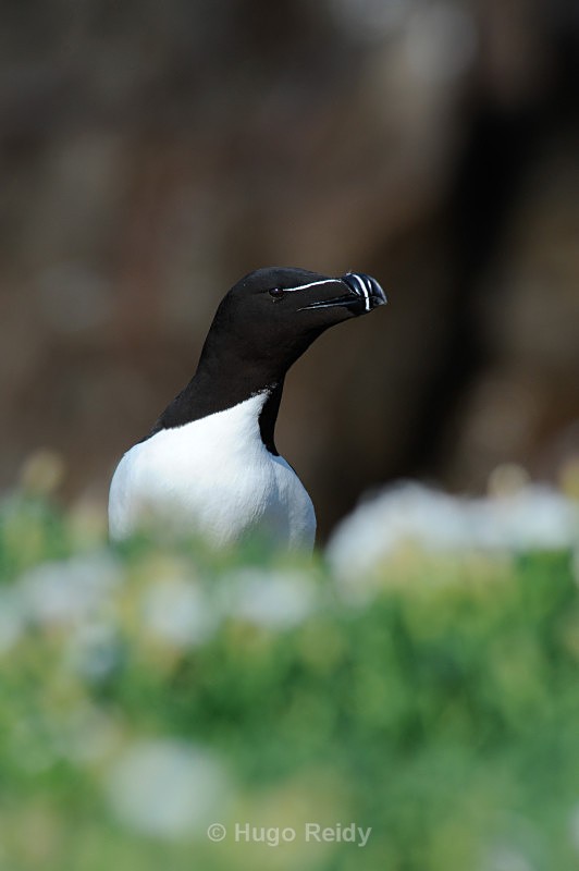  - Saltee Islands Birdlife