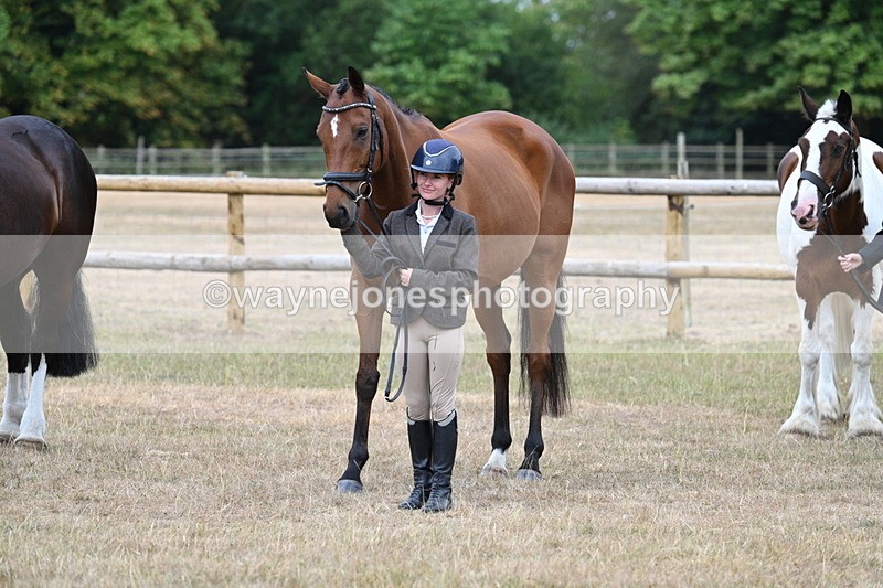 WJ7_9933 - Class 5a Most Handsome Gelding (above 14.2hh)