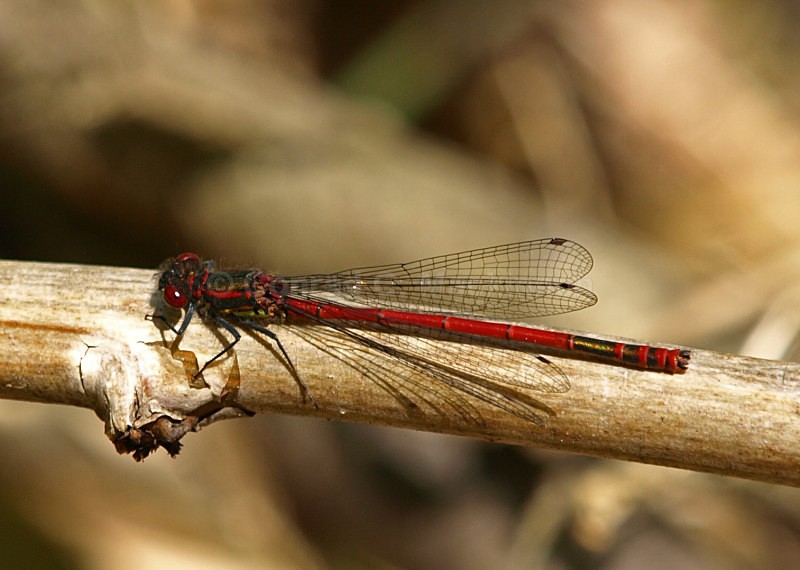 Pyrrhosoma nymphula - Dragons